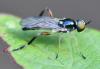 Chorisops sp.